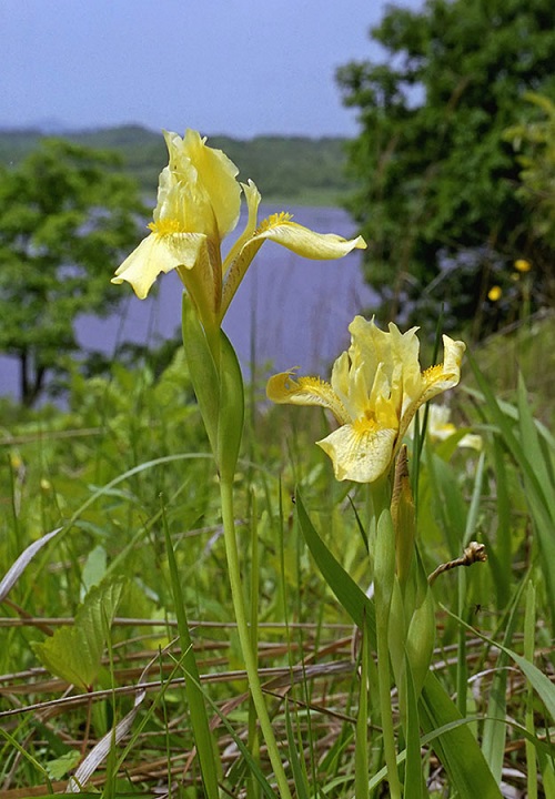 Iris vorobievii
