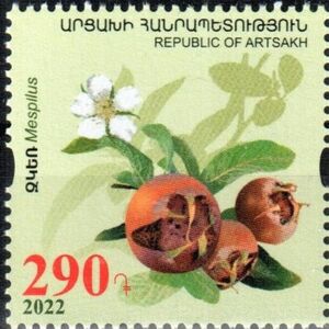 Карабах - Karabakh (Mespilus sp . - 2022)