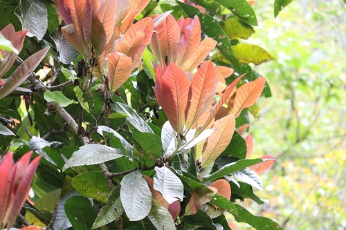 Magnolia hodgsonii