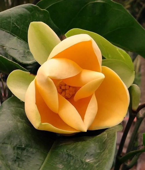 Magnolia liliifera 