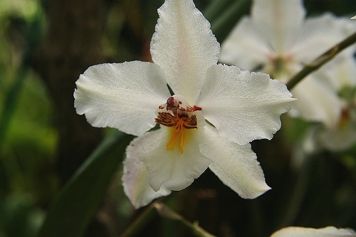Odontoglossum nobile