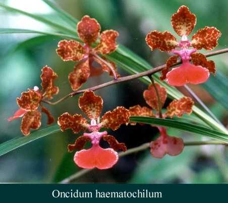Oncidium haematochilum