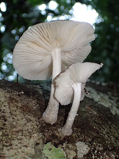 Oudemansiella cubensis