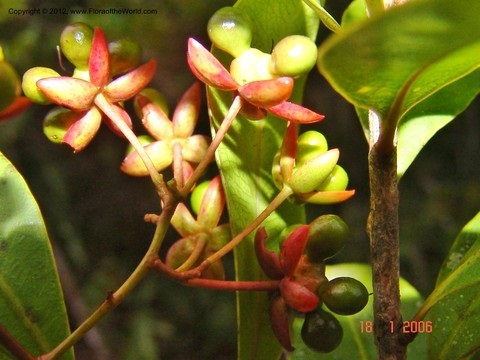 Ouratea obtusifolia