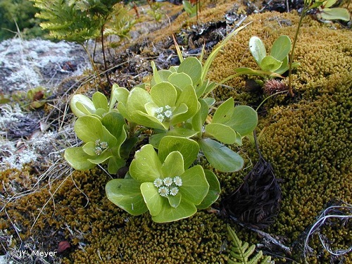 Dicrocephala latifolia