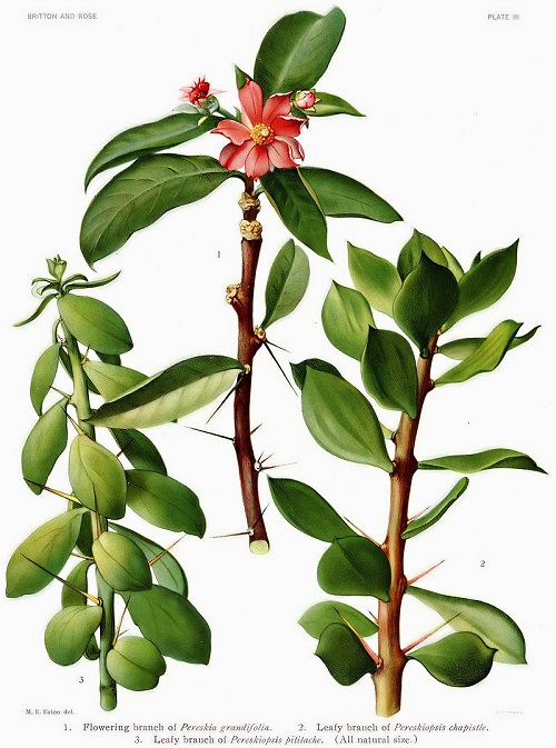 Pereskiopsis rotundifolia