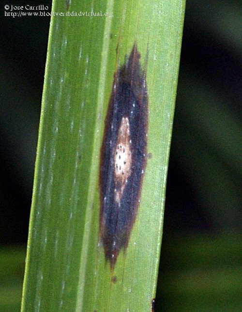 Pestalotiopsis sp