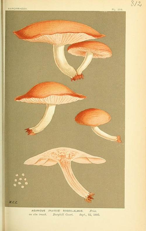 Pluteus roseoalbus