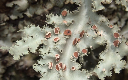 Pseudocyphellaria glabra