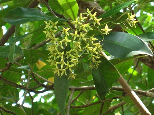 Rhizophora racemosa