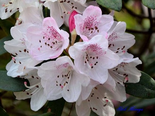 Rhododendron hongkonkensisi 