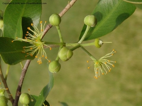 Rhopalocarpus similis