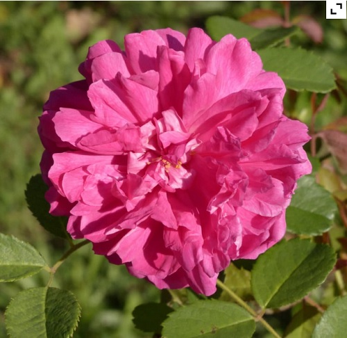 Rosa paeonia