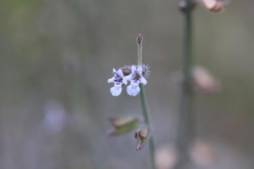 Salvia aegyptiaca