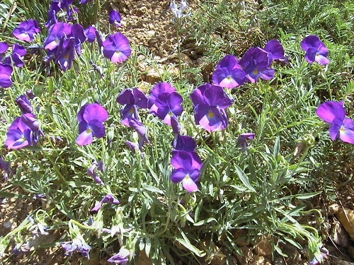 Viola allchariensis