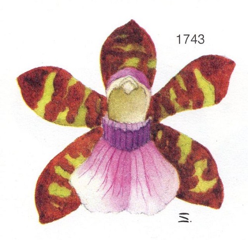 Zygopetalum graminifolium