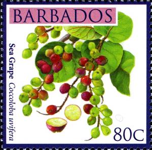 Barbados 2911