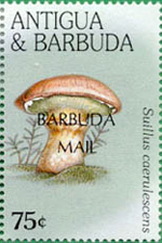 Barbuda 1997