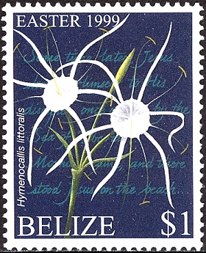 Belie 1999