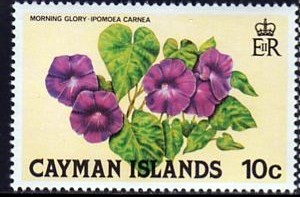 Cayman 1981