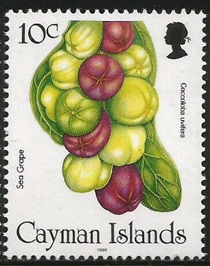 Cayman 1996