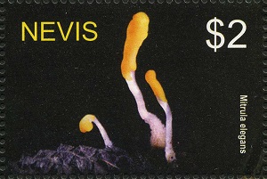 Nevis 2004