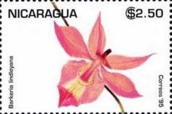 Nicaragua 1995