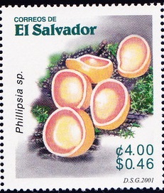 Salvador 2001