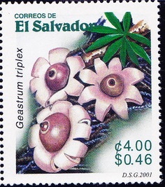Salvador 2001
