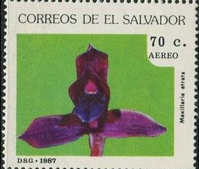 Salvador 1987