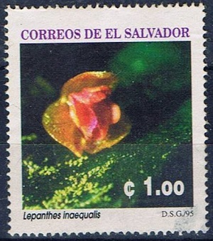 Salvador 1995