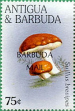 Barbuda 1997
