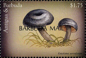 Barbuda 1999