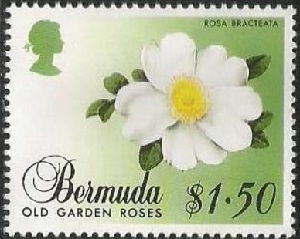 Bermuda 1989