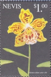 Nevis 1999