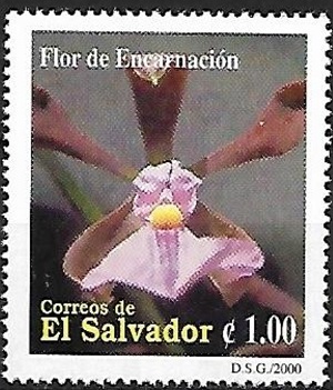 Salvador 2000
