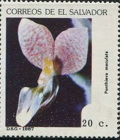 Сальвадор - Salvador (1987)