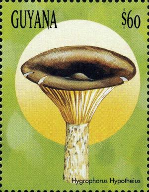 Guyana 1999