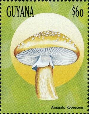 Guyana 2009
