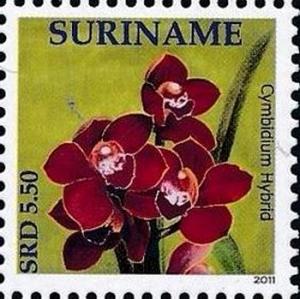 Surinam 2011