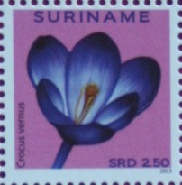Surinam 2013