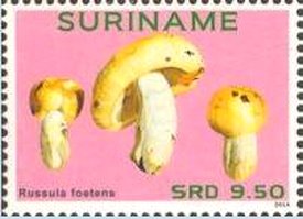 Surinam 2014