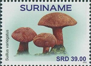 Суринам - Surinam (2022) 
