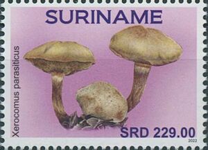 Суринам - Surinam (2022) 