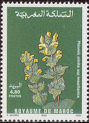 Марокко - Morocco (P.crinita - 1995) 