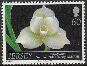 Джерси - Jersey (Angulocaste sp. - 2011)