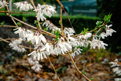 White Forsythia