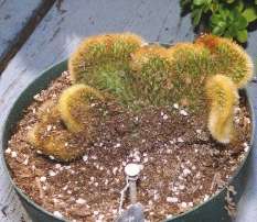 Borzicactus aureispina