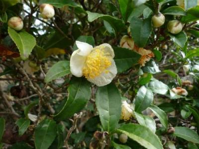 Camellia (Thea) sinensis