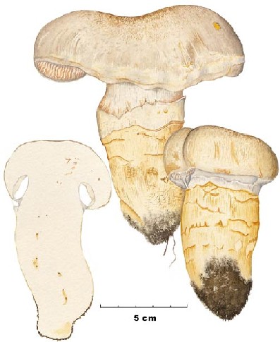 Cortinarius herculeus